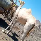 ناقه حره للبيع حايل