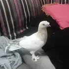 للبيع انثى الفين