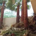 شغل لنخيل واشنطن تكريب قس اسيف اليابس صانه عامه