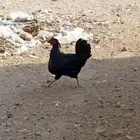 دجاجه تركيه لون اسود   دجاجه فرنسي فرنسي بياضه