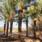 نقوم بتكريب انخيل وتنضيف ارواكيب وقلع الفروخ