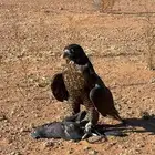 جير شاهين للبدل