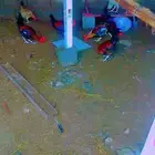 يوجد 9ديوك بلدي و2دجاج بلدي