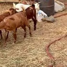 جفار محايليه عددها عشر روس أسنانها جذعان نظيفه وسليمه