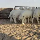 خرفان حريات العدد ثمانيه العمر من ثلاث شهور الي اربع شهور