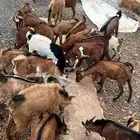 غنم تيوس 29 العدد