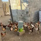 دجاج بلدي حضاان