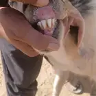 تيس فحل مشروط الصحه والسلامه العمر موضح في الصورة