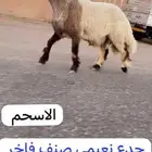 جدعان نعيم صنف للبيع
