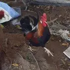 ديك عربي