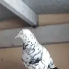 مطلوب 4 ذكور قطايف منتجه بالخرج