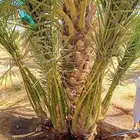 توريد وزراعة النخيل في الجلة وتبراك