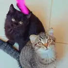 للبييع كيتن سكوتش فولد وستريت إنتاج بطل