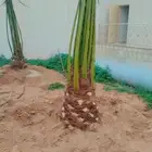 نخل عربي فسايل نخيل جثايث خلاص برحي سكري شيشي هلالي صقعي