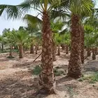 يوجد لدينا فروخ واشنطني ونخل من ج نمسك مزارع تكريف تنظيف