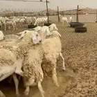 غنم حريات رخال