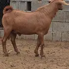 مشروع فحل اجم ادهم