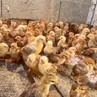 صوص فرنسي احمر