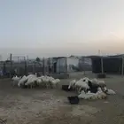 رخال رفيد جذعات