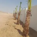 نخيل طيب انوع فاخره طيبه من القصيم