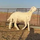 خروف حري مشروع عمر حول اربع شهور