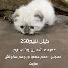 كيتن للبيع