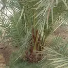 نخل للبيع جثايث وفسايل طييه