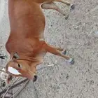 خبشه جذعه دافع 3 شهور