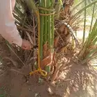 جثايث نخل للبيع وفسايل سكري وخلاص صقعي مجدول