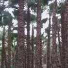 نخل واشنطني