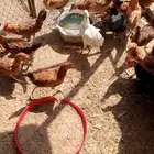 دجاج بشاير
