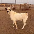 فحل بيشي