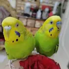 للبيع أجمل زواج طيور البادجي او طيور الحب أليف جدا جدا