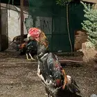 ديوك شامو