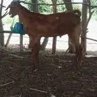 تيس للبيع