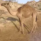قعودين وبكره
