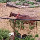 للبيع