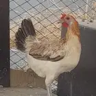 للبيع دجاج بلدي