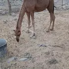 قعود للبيع