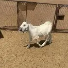 معزا