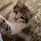 حيوانات قطط
