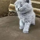 كيتن ذكر