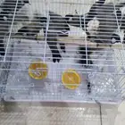 بلبول صيد الحبه ب 15