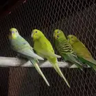3 ازواج بادجي