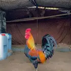 دجاج عربي اصيل فري نادر