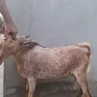 مشورع فحل فاخر ما شاء الله