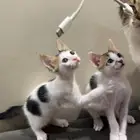 قطط كتن للتبني بلدي