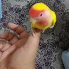 للبيع روز تربيه