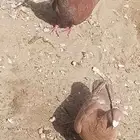 على السوم حمام قلابي وحمام هومر