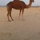 ناقه حمرا دم باكستانيه
